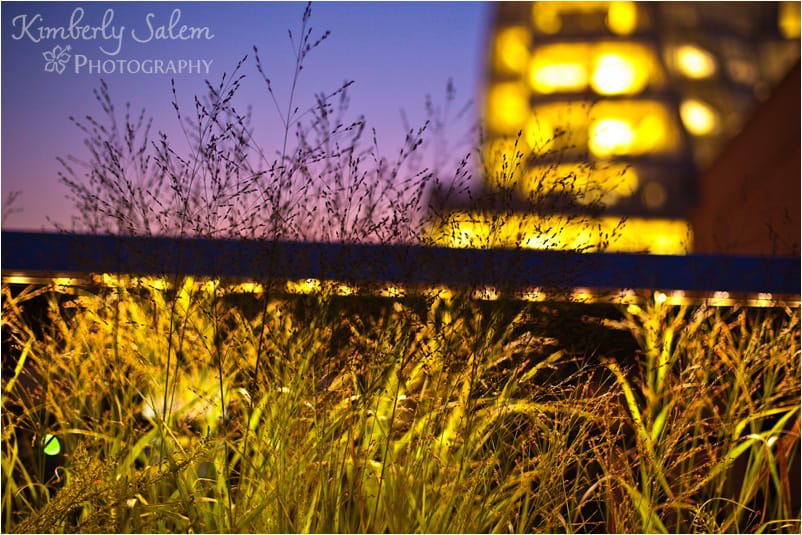 HIgh Line weeds