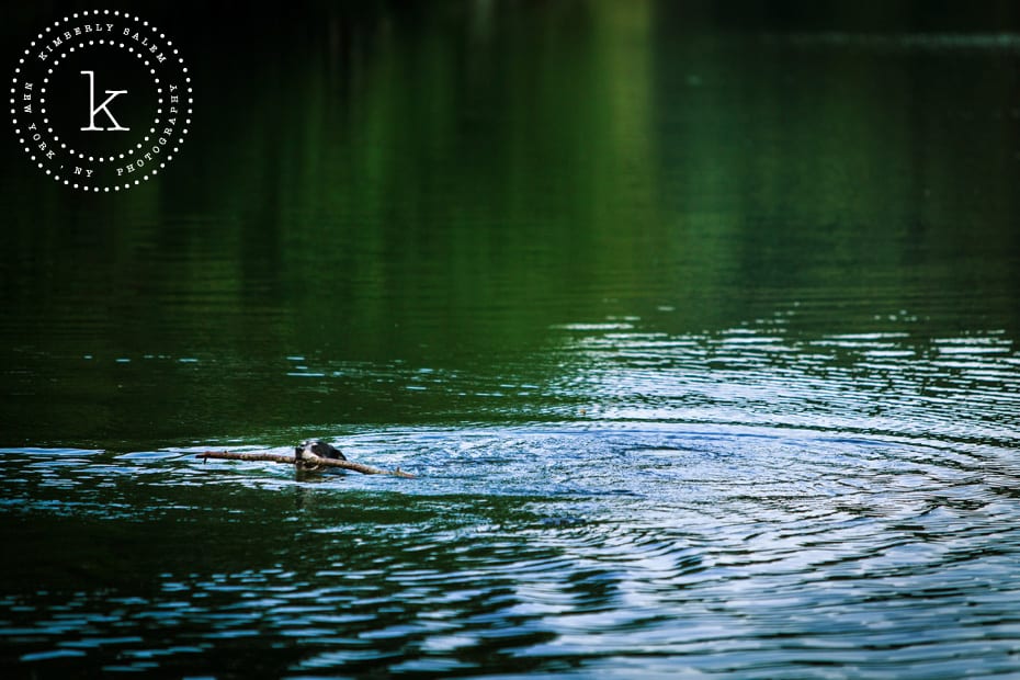 dog swimming with stick in mouth