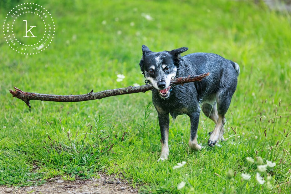 wet dog carrying stick