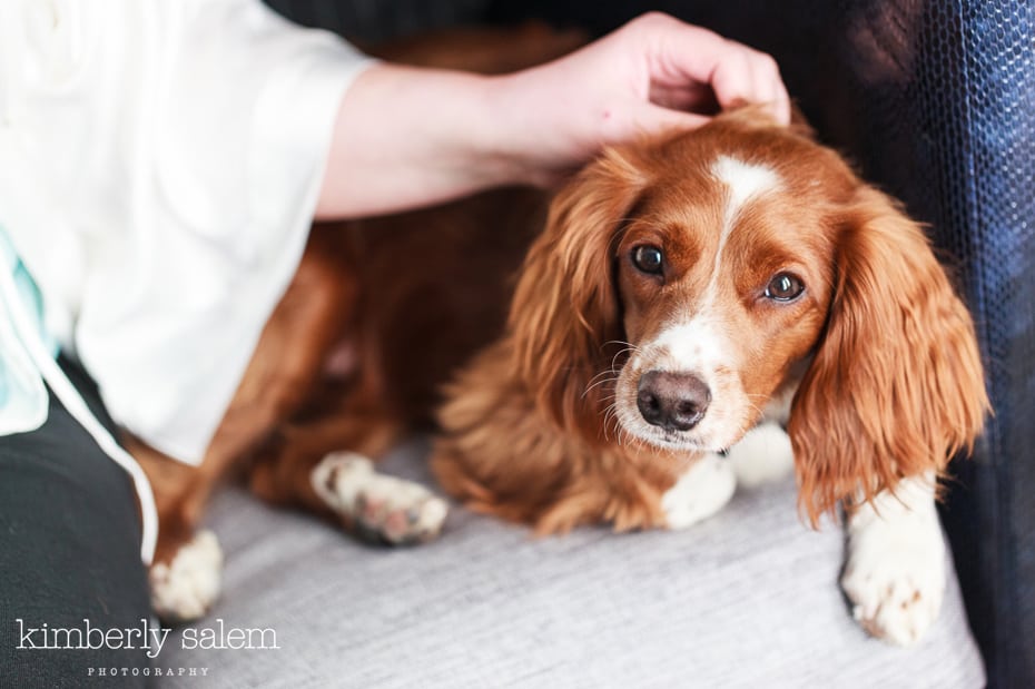 puppy on wedding day