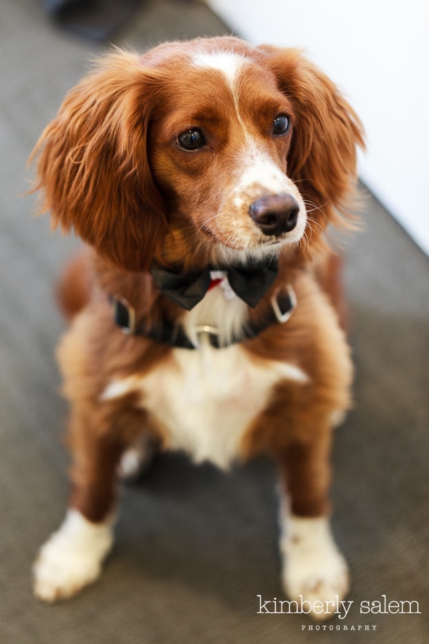 puppy with bow tie on wedding day