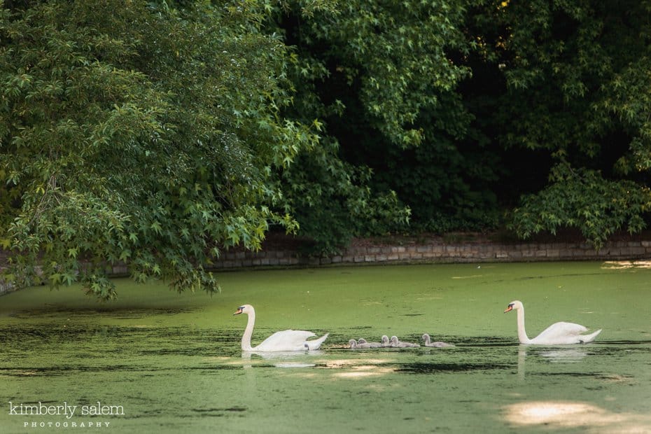 family of swans on the lake at prospect park